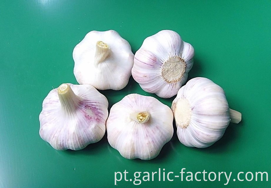 NORMAL WHITE FRESH GARLIC